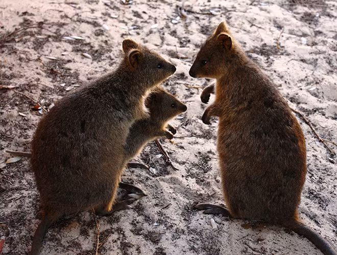 Gia đình nhà thú Quokka.