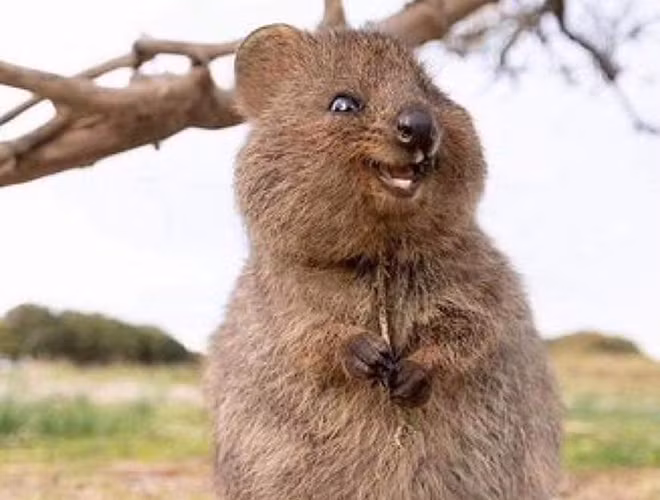 Quokka là loài ăn cỏ, chuyên kiếm ăn vào ban đêm.