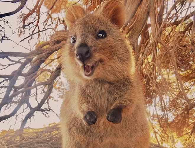  Chuột túi Quokka là thành viên duy nhất của chi Setonix - một giống loài thú có túi ở Úc.