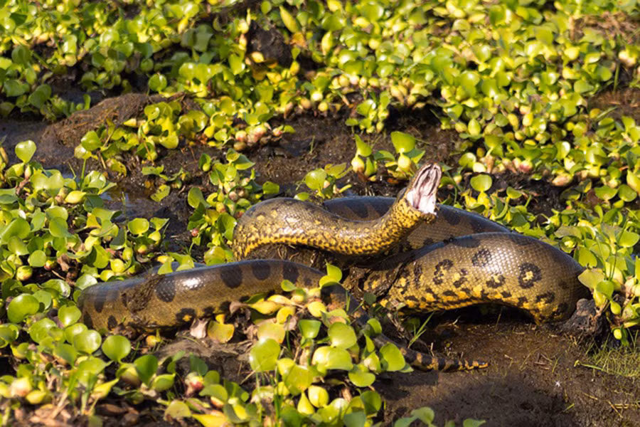 Vận tốc bơi của trăn Anaconda cũng cực kỳ đáng nể khi đạt 20 km/h và có thể ở dưới nước trong tối đa 20 phút, trước khi nó phải ngoi lên để thở.