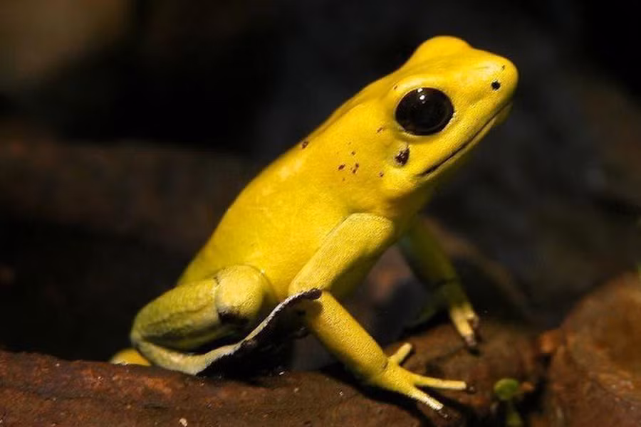 Đại diện tiêu biểu cho họ ếch phi tiêu độc là ếch phi tiêu vàng (tên khoa học là Phyllobates terribilis). Da của chúng có thể tiết ra batrachotoxin - chất độc có khả năng giết chết từ 10-20 người đàn ông khỏe mạnh.