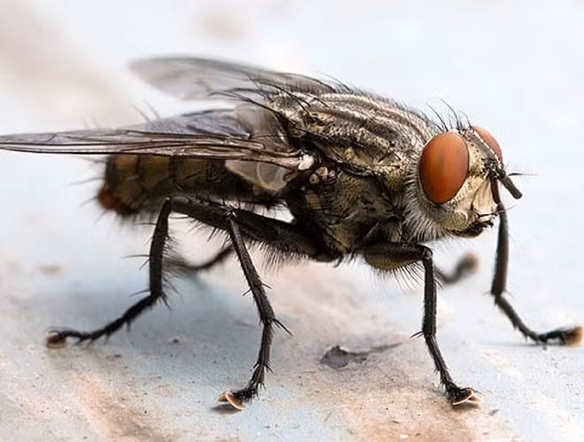 Ruồi nhà có tên khoa học là Musca domestica, là một trong những loài côn trùng có mật độ phân bố rộng rãi nhất trên thế giới và mang nhiều căn bệnh cho con người.