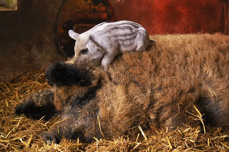 Lợn Mangalitsa không yêu cầu chế độ chăm sóc đặc biệt, thức ăn chủ yếu của chúng là lúa mì, ngô, lúa mạch, cỏ... Thịt lợn Mangalitsa được coi là một trong những loại thịt ngon nhất thế giới.