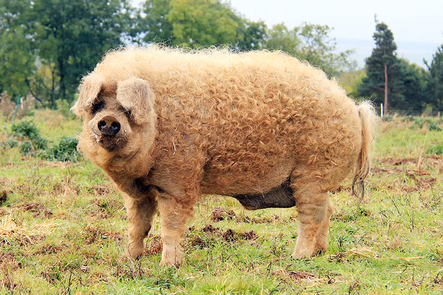 Mangalitsa hay Mangalica là một giống lợn hiếm có nguồn gốc ở Hungary. Điểm đặc biệt của loài lợn này là lớp lông dày, dài, xù xì bao phủ khắp cơ thể như lông cừu. Giống lợn Mangalitsa có nhiều màu lông khác nhau như vàng, vàng nhạt hay hung đỏ..