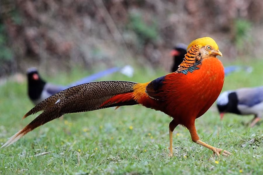 Chim trĩ vàng có tên khoa học là Chrysolophus pictus. Chúng có nguồn gốc từ Trung Quốc nhưng cũng được tìm thấy trong những khu rừng rậm rạp tại Anh, Scotland, Tây Ban Nha và Pháp.