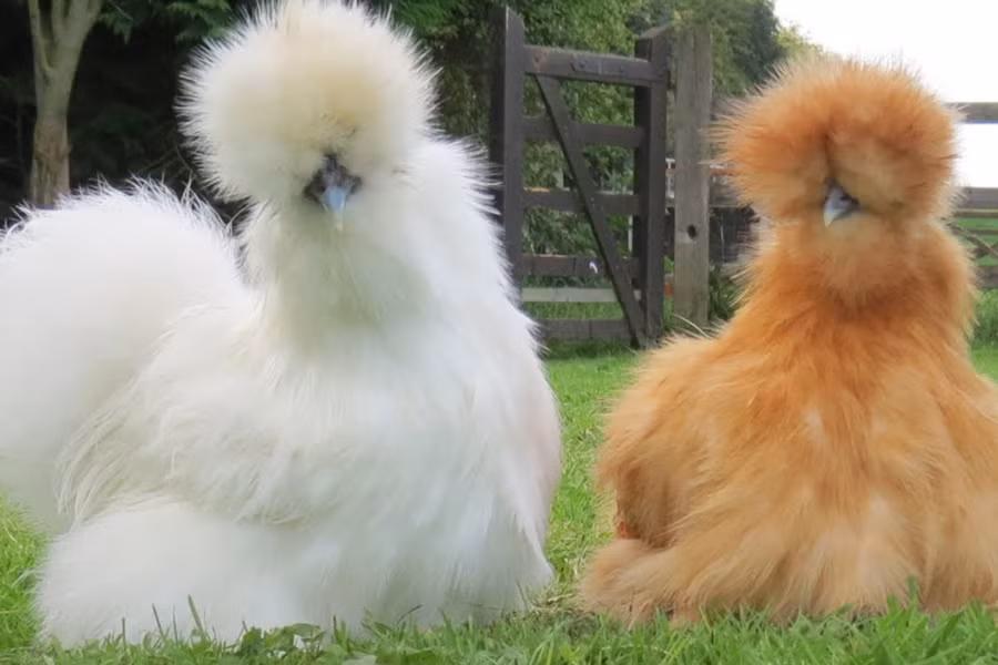 Gà Silkie là một trong những giống gà cảnh được yêu thích nhất hiện nay. Có xuất xứ từ Trung Quốc, gà Silkie được đưa đến châu Âu khoảng 200 năm trước đây. Chúng được các nhà động vật học ví von là loài lai giữa gà và thỏ.