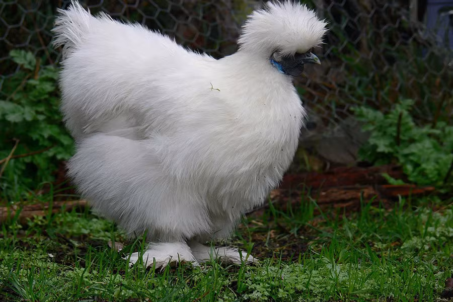 Gà Silkie có tuổi thọ khoảng chín năm. Đây cũng là loài vật dễ nuôi. Thức ăn chủ yếu của chúng là rau xanh, thóc gạo.