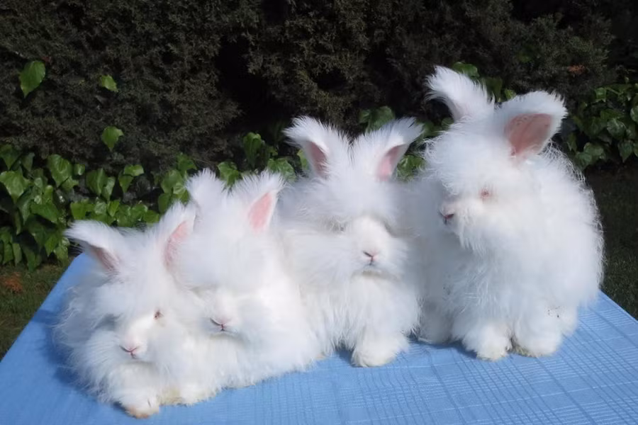 Angora có thân hình tròn trịa như quả bóng, nặng từ 2-3,4kg. Loài ra, loài thỏ này có đặc điểm vô cùng nổi bật, đó là bộ lông dài và mềm, che phủ cả mặt mũi, chân và đỉnh và tai. Với vẻ ngoài đáng yêu như vậy, thỏ Angora còn được ví von như những "cục bông biết nhảy".