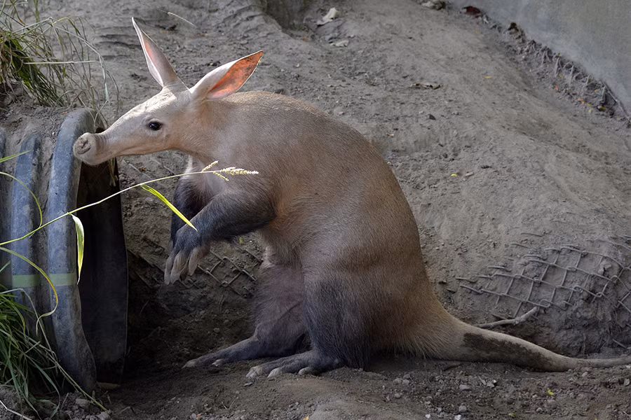Lợn đất (Aardvark) là loài động vật có vú thuộc bộ động vật Răng ống, sống rải rác ở khắp phía Bắc sa mạc Sahara, châu Phi.