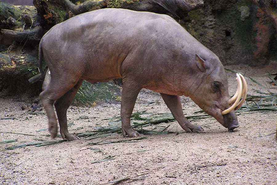 Lợn Babirusa tìm thấy tại một số đảo thuộc Indonesia. Đây là một trong những giống lợn sở hữu vẻ ngoài "dị" nhất thế giới.