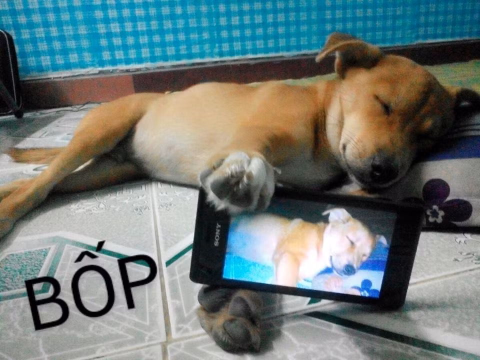 Tự sướng cái coi.