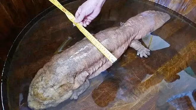 Người dân trong vùng tỏ ra vô cùng thích thú khi thấy con kỳ giông.