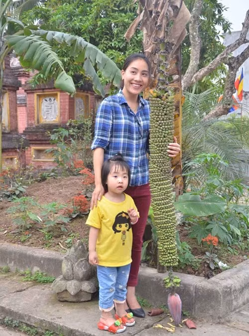 Cây chuối ở chùa Keo (làng Chè, xã Kim Sơn, Gia Lâm, Hà Nội) lúc đầu cũng giống như bao cây chuối khác khi phát triển bình thường, cao khoảng 2 mét sau đó trổ buồng.