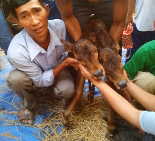 Đổ xô xem bê con 2 đầu ở An Giang - Hình 2 Do xo xem be con 2 dau o An Giang-Hinh-2