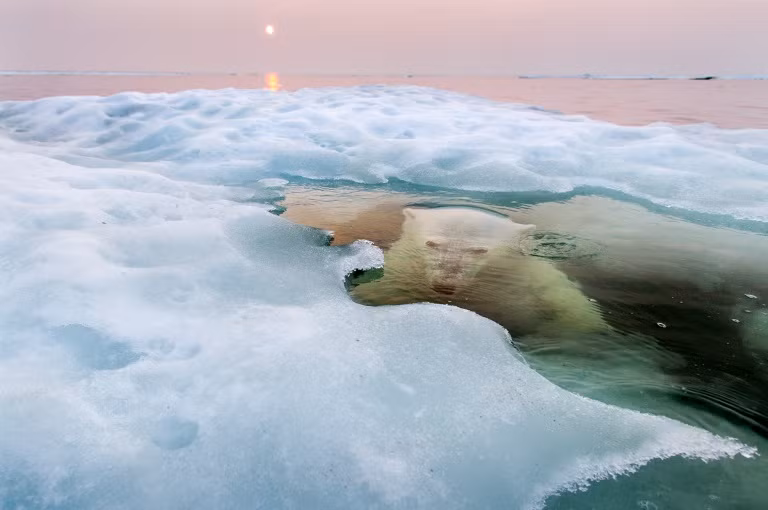 7. Giải nhất: "Gấu băng". Gấu Bắc cực. Địa điểm: Vịnh Hudson, Manitoba, Canada.