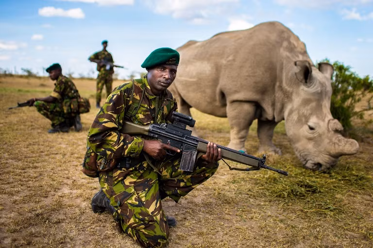4. Giải khuyến khích: "Vệ sĩ Rhino". Tê giác trắng miền Bắc. Địa điểm: Khu bảo tồn Ol Pejeta, Kenya.
