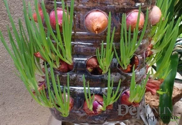 Cach trong hanh tim vua lam canh vua de an la