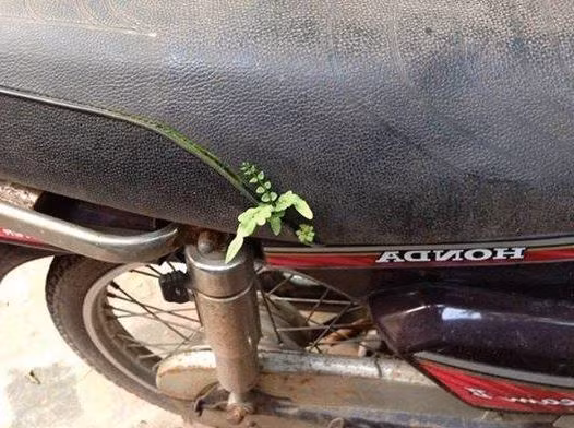 Yên sau của FA.