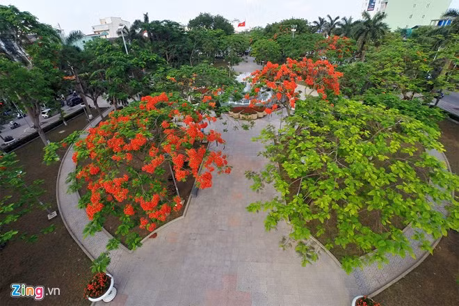 Hoa phượng đỏ được chọn là biểu trưng của thành phố Hải Phòng.