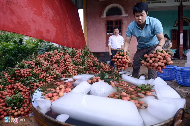 Vải thiều Lục Ngạn trước khi xuất ngoại ra nước ngoài. - Hình 9 Vai thieu Luc Ngan truoc khi xuat ngoai ra nuoc ngoai.-Hinh-9