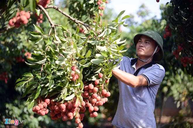 Vải thiều Lục Ngạn trước khi xuất ngoại ra nước ngoài. - Hình 2 Vai thieu Luc Ngan truoc khi xuat ngoai ra nuoc ngoai.-Hinh-2