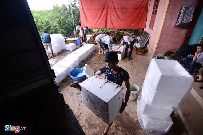Vải thiều Lục Ngạn trước khi xuất ngoại ra nước ngoài. - Hình 10 Vai thieu Luc Ngan truoc khi xuat ngoai ra nuoc ngoai.-Hinh-10
