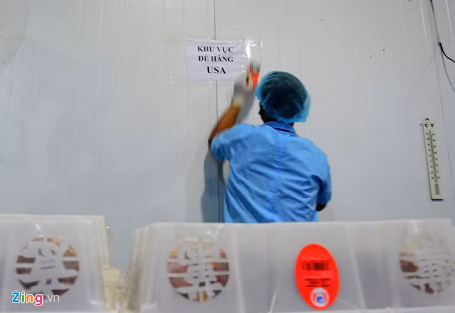 Vải thiều Lục Ngạn trước khi xuất ngoại ra nước ngoài. - Hình 20 Vai thieu Luc Ngan truoc khi xuat ngoai ra nuoc ngoai.-Hinh-20