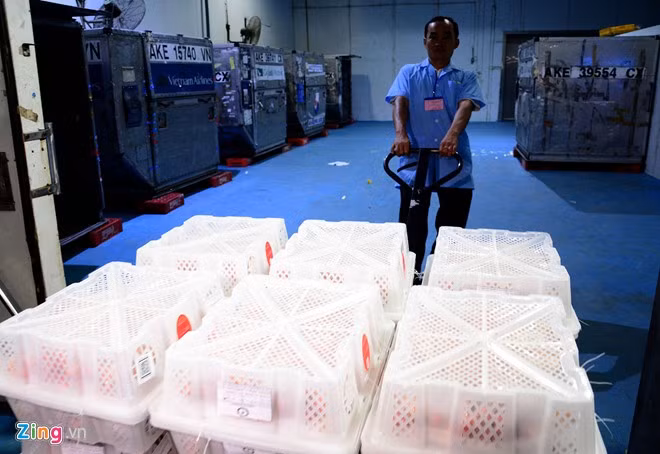 Vải thiều Lục Ngạn trước khi xuất ngoại ra nước ngoài. - Hình 19 Vai thieu Luc Ngan truoc khi xuat ngoai ra nuoc ngoai.-Hinh-19