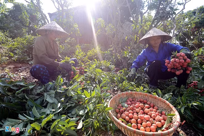 Vải thiều Lục Ngạn trước khi xuất ngoại ra nước ngoài. - Hình 4 Vai thieu Luc Ngan truoc khi xuat ngoai ra nuoc ngoai.-Hinh-4