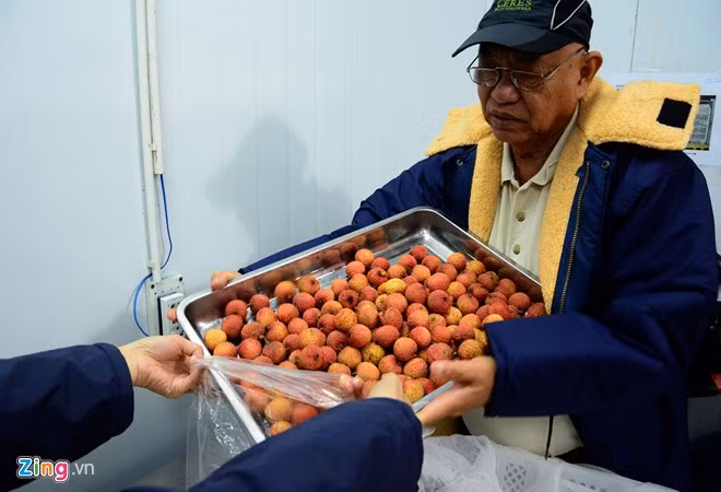 Vải thiều Lục Ngạn trước khi xuất ngoại ra nước ngoài. - Hình 14 Vai thieu Luc Ngan truoc khi xuat ngoai ra nuoc ngoai.-Hinh-14