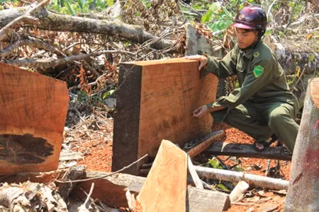 Những tấm gỗ xoan thành phẩm, trị giá trên 5 triệu đồng/tấm còn nằm tại rừng.