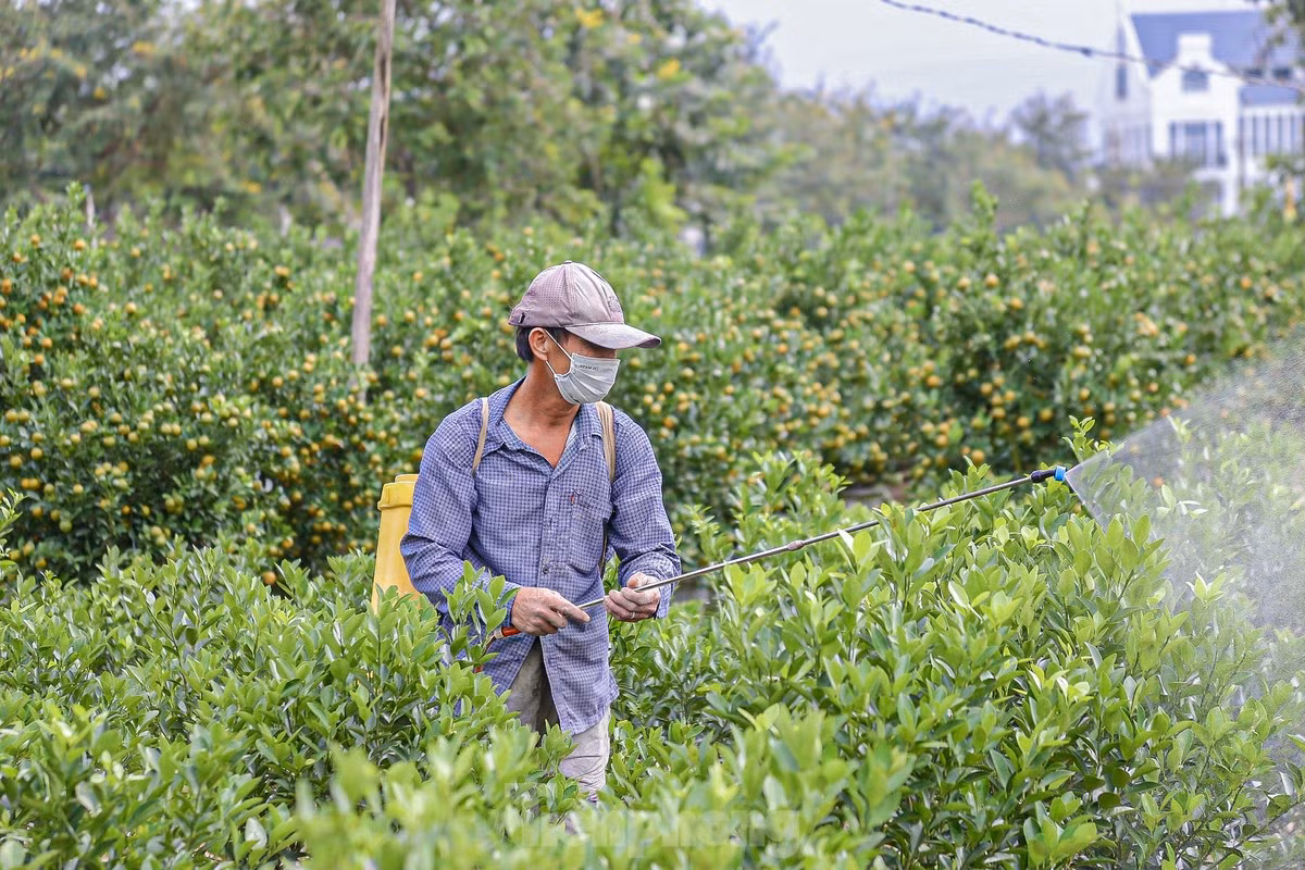 Nhiều nhà vườn đang chăm sóc kỹ trước khi bàn giao cho thương lái.
