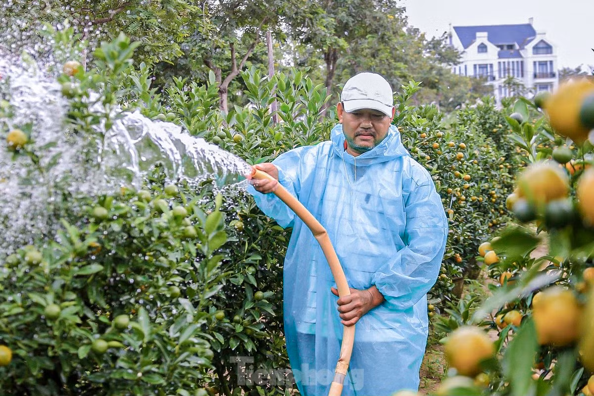 Ông Nguyễn Tấn - chủ vườn quất hơn 500 gốc (xã Cẩm Hà) chia sẻ: “Năm nay thời tiết khá thuận lợi, cây quất phát triển đều, quả to, lá đẹp. Tuy nhiên, đây là thời điểm then chốt, nên phải chăm sóc kỹ từ việc tưới nước, bón phân để đảm bảo chất lượng quất.”
