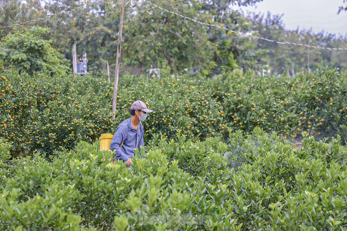Làng Cẩm Hà (TP. Hội An) là nơi trồng quất Tết lớn nhất miền Trung với diện tích hàng chục hecta. Khoảng thời gian này, các nhà vườn đang tất bật bón phân, phun thuốc, cắt tỉa các chậu quất cảnh để kịp cho thương lái đến vận chuyển.