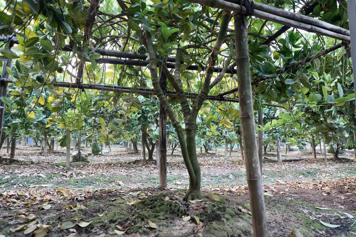 Trung bình, mỗi cây phật thủ đến vụ thu hoạch sẽ cho từ 40 - 70 quả, nhưng cơn bão Yagi đã khiến nước sông Hồng dâng cao, ngập úng suốt nhiều ngày. Nước ngập khiến quả bị thối, rụng và gây tổn thương cho bộ rễ cây. Giờ đây, nhiều cây chỉ mọc lại được vài quả non, thưa thớt, không đủ đáp ứng nhu cầu thị trường, trong khi người dân phải đối mặt với thiệt hại nặng nề và chi phí phục hồi lớn.