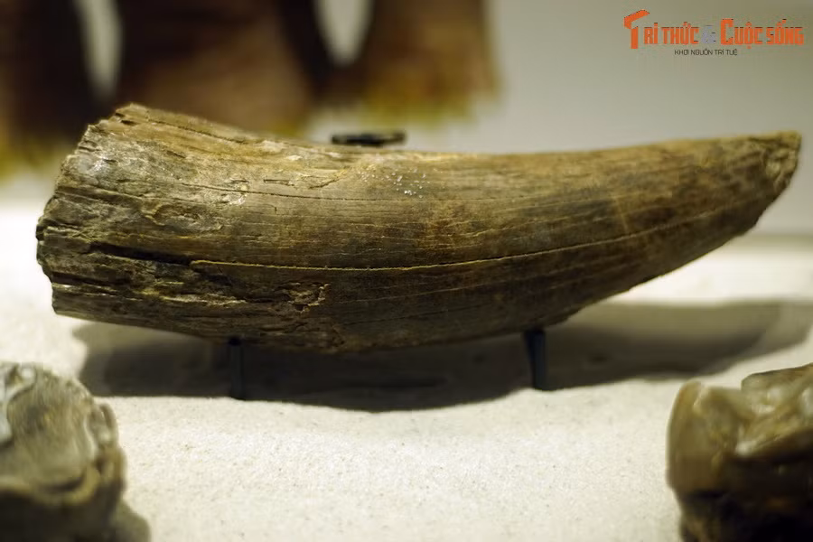 3. Hóa thạch ngà voi cổ Deinotherium (Prodeinotherium bavaricum), kỷ Miocene (23-5,3 triệu năm trước), phát hiện tại Bravia, Đức. Deinotherium theo tiếng Latin có nghĩa “con thú khủng khiếp”, một số loài có thân hình to lớn hơn so với những loài voi hiện còn sống ở châu Phi và châu Á. 