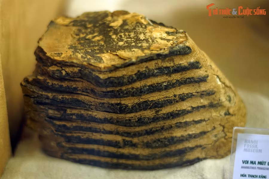 Hóa thạch răng voi ma mút lông, kỷ Pleistocene (cách đây 2,58 triệu - 12.000 năm trước), tìm thấy ở Bắc Siberia, LB Nga. Voi ma mút đã tuyệt chủng cách đây khoảng 10.000 năm vì nạn săn bắt của người cổ đại và sự thay đổi điều kiện sống sau đợt băng hà cuối cùng.