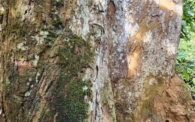 Vườn quốc gia Cúc Phương đã trở nên vô cùng quen thuộc, thân thương với biết bao du khách trong và ngoài nước, đây cũng là vườn quốc gia đầu tiên của Việt Nam