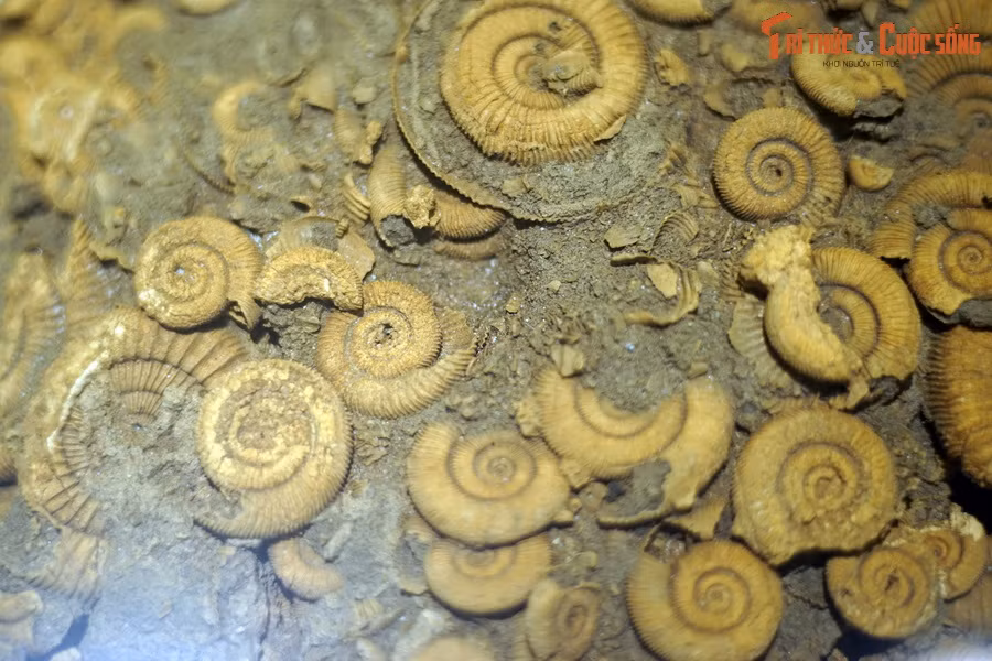 Trên phương diện phân loại học, cúc đá thuộc lớp chân đầu (Cephalopoda), có quan hệ gần gũi với các dạng còn sống như mực, bạch tuộc, đặc biệt là ốc anh vũ – đại diện duy nhất của động vật chân đầu có vỏ ngoài còn tồn tại đến ngày nay.