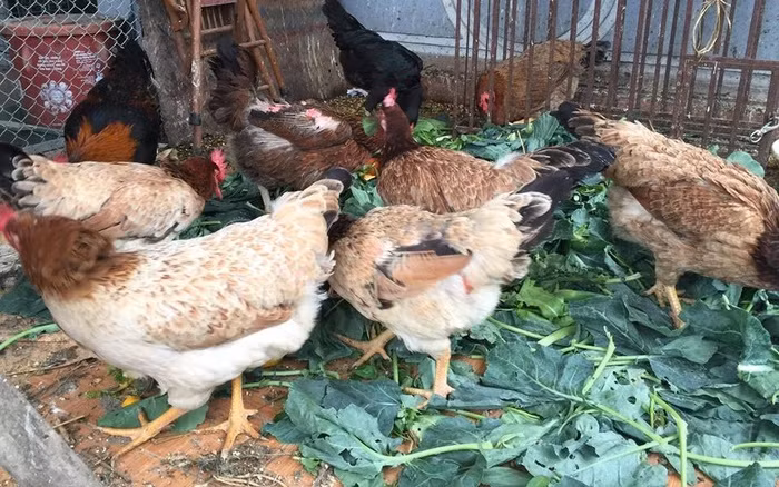 Nhà sẵn có rau nên chị cắt bỏ những đoạn gốc già cho gà ăn