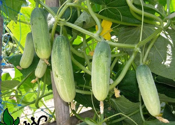 Bạn càng thu hoạch nhiều dưa chuột thì cây càng phát triển nhanh hơn. Thời điểm phù hợp nhất để thu hoạch dưa chuột là khi quả dưa có kích thước vừa phải (đầu quả con cánh hoa chưa rụng, vỏ xanh mượt, vẫn còn lớp phấn trắng) hoặc có chiều dài vừa phải (khoảng 15cm), như thế sẽ tạo điều kiện cho cây phát triển hơn nữa. Chúc bạn trồng dưa chuột tại nhà thành công!