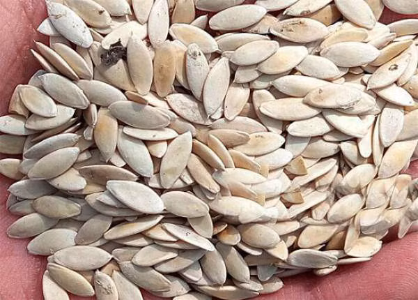 Bạn đặt thùng xốp ở nơi có nhiều ánh sáng, ánh nắng, rộng rãi để hạt mau nảy mầm và phát triển nhanh. Cây dưa chuột cần được tưới nước khoảng 2 lần/ngày và bón phân NPK 2 lần/ tháng. Khoảng 2 tháng sau, hạt giống sẽ phát triển, đơm hoa, kết trái và bạn có thể thu hoạch. Cách 2: Trồng dưa chuột từ cây con Đối với lần đầu trồng dưa chuột, nhiều chị em chọn cách này để đảm bảo thành công hơn. Thay vì gieo trực tiếp hạt xuống đất trong thùng xốp, bạn ngâm hạt giống trong nước ấm (2 sôi 3 lạnh) khoảng 4 - 6 tiếng.