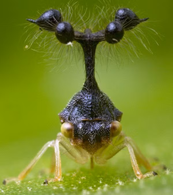 Có hơn 3000 loài Treehoppers và chúng sinh sống ở mọi lục địa, ngoại trừ Nam Cực vì quá lạnh.