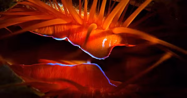 Electric Clam còn được gọi là "ngao disco", ngao điện. Những con ngao này thực sự có các mô phản xạ cao ở rìa ngoài của lớp vỏ chứa các quả cầu nano làm bằng silica. Khi con ngao nhanh chóng lộ ra và giấu đi lớp mô mềm, nó sẽ tạo cảm giác rằng lớp mô đang nhấp nháy ánh sáng, nhưng trong thực tế nó chỉ phản chiếu ảnh sáng mà thôi.