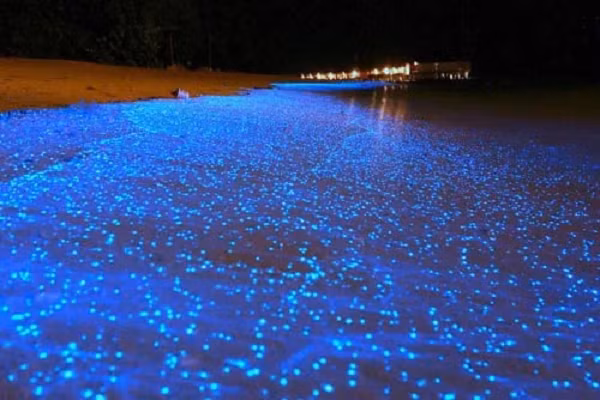 Sinh vật phù du xuất hiện ở hầu hết các bãi biển trên thế giới, đặc biệt là ở đảo Maldives. Chúng phát ra ánh sáng màu xanh dương, và có xu hướng phát sáng mạnh hơn khi có sự tác động của những cơn sóng.
