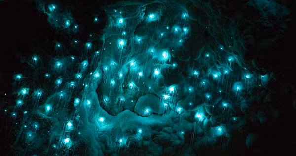 New Zealand Glowworm còn được gọi là "giun phát sáng" là loài đặc hữu của New Zealand. Chúng là ấu trùng và trứng của ruồi ăn nấm (Fungus gnat), một loại côn trùng bay, tạo ra sự phát quang sinh học màu xanh lam. Chúng phát ra ánh sáng để thu hút con mồi của chúng vào những sợi tơ có các giọt dính làm bẫy.
