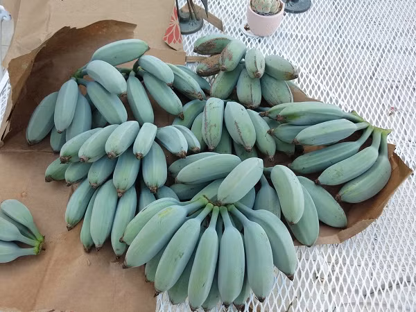 Dù chỉ có ở Hawii nhưng vào những năm gần đây, nhờ sự phổ biến của công nghệ và mạng lưới Internet, chuối Blue Java đã được bày bán rộng rãi hơn.