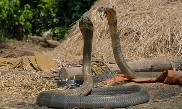 Rắn hổ mang chúa (Ophiophagus hannah) là loài rắn độc dài nhất thế giới với kích thước lên tới 5,4 m. Loài rắn này ghê gớm ở lượng nọc độc được tiêm vào nạn nhân: Mỗi vết cắn cung cấp khoảng 7 ml nọc độc và con rắn có xu hướng tấn công với ba hoặc bốn vết cắn nhanh chóng.