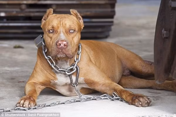 Vầng trán và phần gò má của Pitbull trông khá gồ ghề, phần mõm dài, chảy xệ, xếch nhẹ lên để lộ hàm răng nhọn với chiếc lưỡi đỏ ửng khiến bất cứ ai nhìn vào cũng có thể cảm nhận được sự đáng sợ của nó.