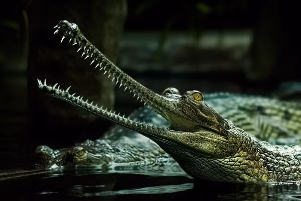Alligator Gar (Cá sấu mõm dài) đã tồn tại trên Trái Đất 100 triệu năm qua. Với một thân hình dài, lớn và bộ hàm khá đặc biệt, cùng với nhiều tầng răng nhỏ liên tiếp nhau, Alligator Gar là nỗi ác mộng của bất kỳ loài động vật nào không may mắn đối đầu với chúng.